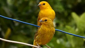 two yellow birds sitting on wires
